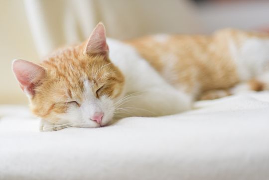 Lazy cat loaded lazily