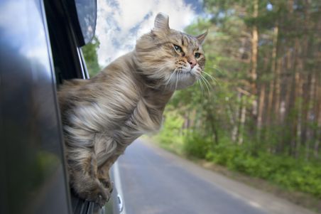 Auto cat loaded automatically